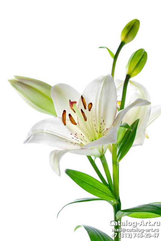White lilies 17